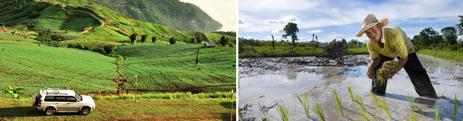 thailand-rentalcar-rise-field thailand-rentalcar-rise-field
