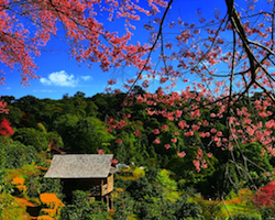 Transfer Chiang Mai naar lodges in Chiang Dao en Lisu Lodge of andersom 