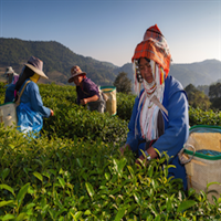 Privé volledige dag van Chiang Rai naar Chiang Saen, Doi Maesalong, Mae Sai naar Chiang Mai