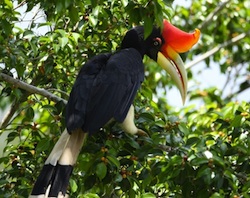 2 Dagen Khao Yai Jungle Avontuurlijk & Lokaal