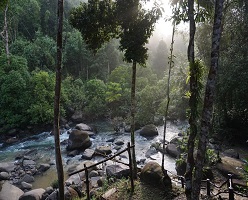 Half-Day/Half-Night Adventure into Khao Sok National Park